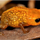 Illustration for article titled Scientists Discover New Type Of Adorable Little Frog, World Rejoices